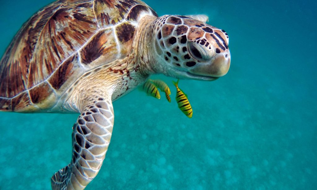 Turtle Maldives