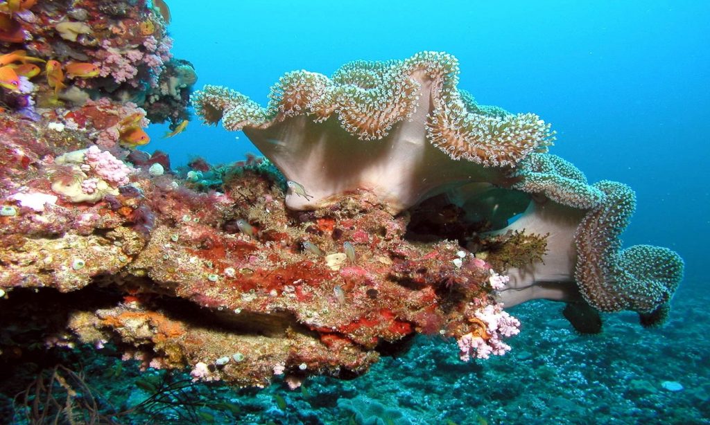 Undersea creatures